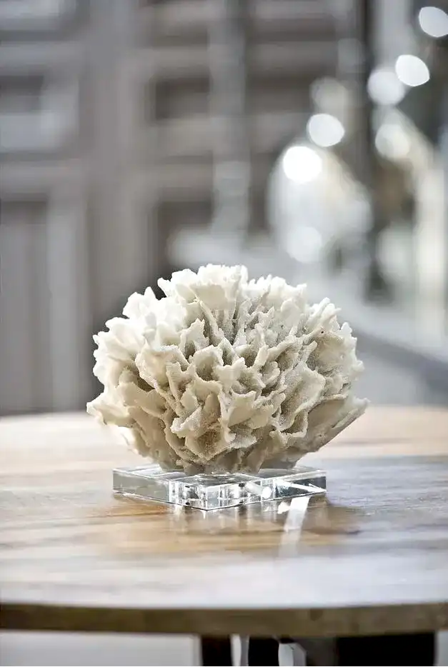 Coral Accessory