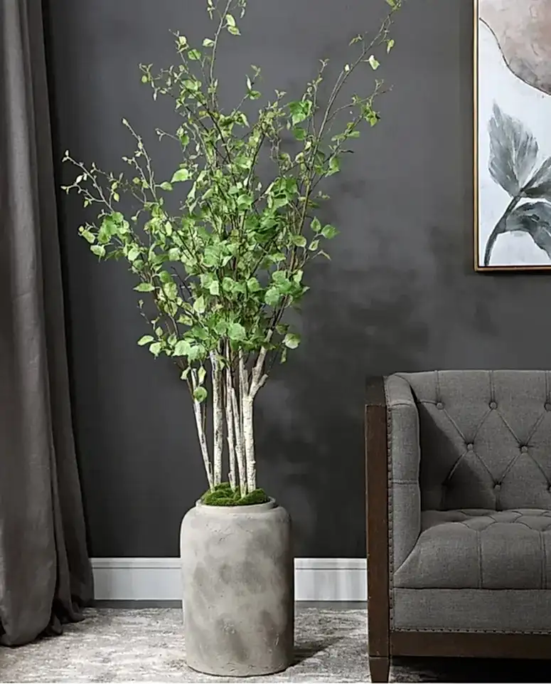 Potted River Birch