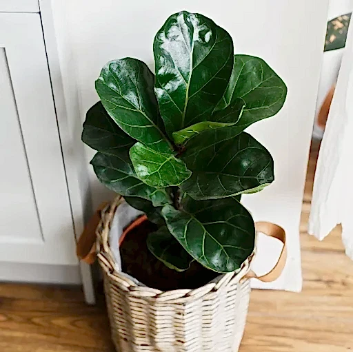 Ficus Lyrata