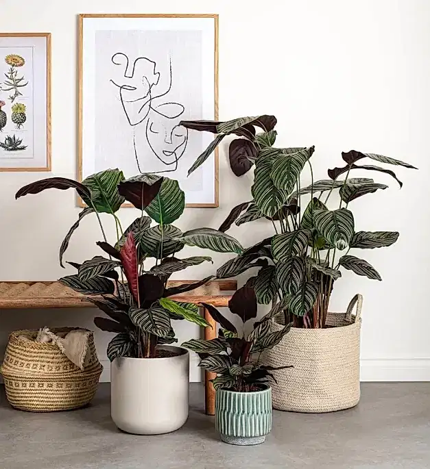 Prayer Plant