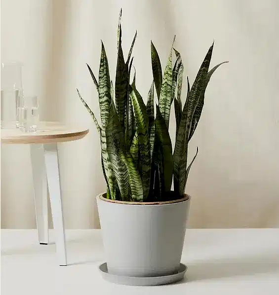 Sansevieria