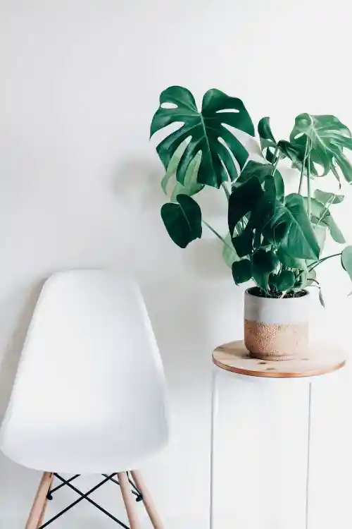 Swiss Cheese Plant