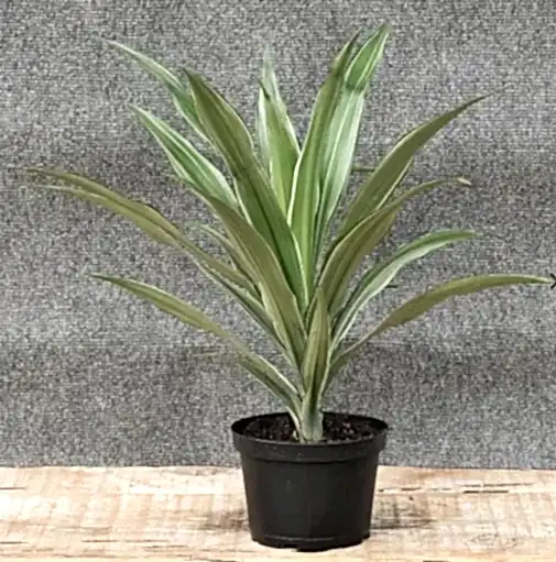 Dracaena fragrans
