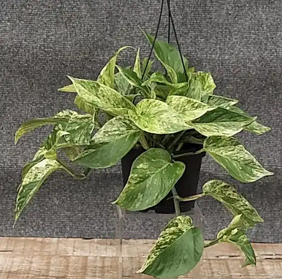 Heart-Shaped Leaves
