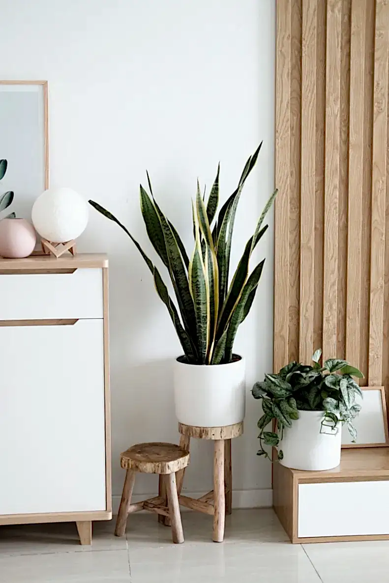 mid century modern plants
