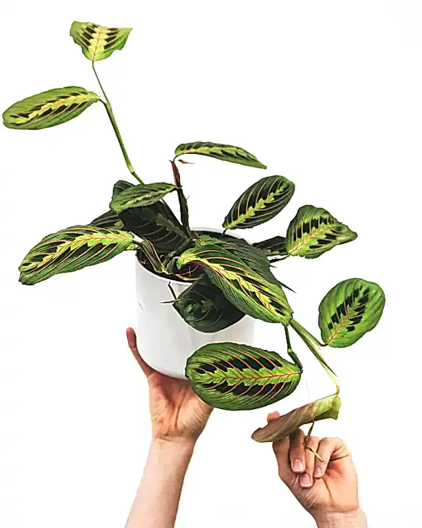 Prayer Plant Benefits