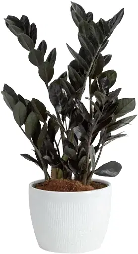 Raven ZZ Plant