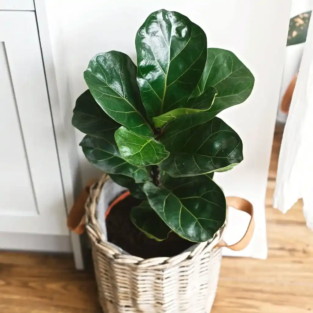 Dwarf Fiddle Leaf Fig