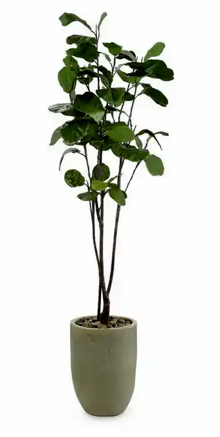  Fiddle Leaf Fig