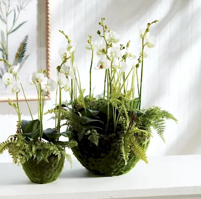 Phalaenopsis Plant