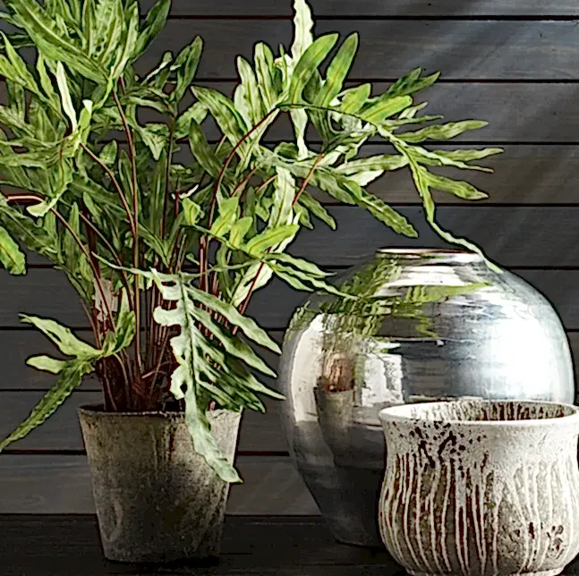 Indoor Fern Plant